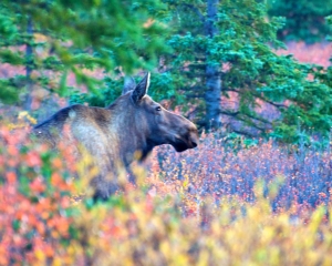 Moose-_1_