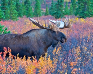 Moose-_2_