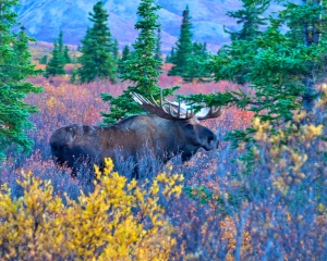 Moose-_3_