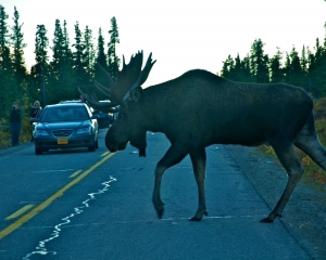 Yes_-he-stops-traffic