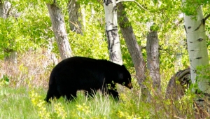 Black-Bear