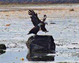 Bald-Eagles_001