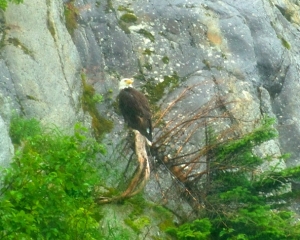 Bald-Eagle