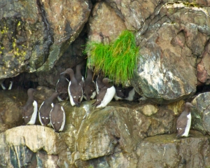 Common-Murres