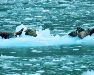 Harbor-Seals-on-ice-just-calved-off-from-Nortwestern-Glacier-_1_