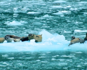 Harbor-Seals-on-ice-just-calved-off-from-Nortwestern-Glacier