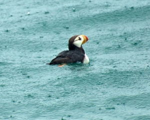 Horned-Puffin-_1_