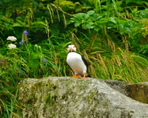 Horned-Puffin