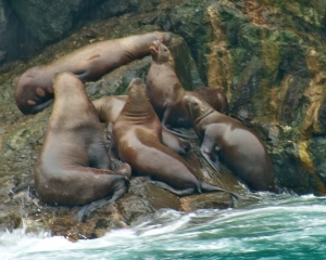 Steller-Sea-Lions-_1_