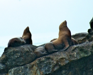 Steller-Sea-Lions-_2_