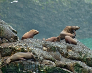 Steller-Sea-Lions-_3_