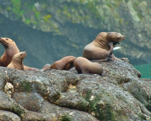 Steller-Sea-Lions-_4_