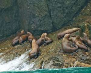 Steller-Sea-Lions