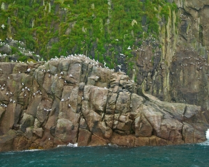 Thousands-of-Gulls