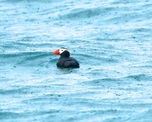 Tufted-Puffin