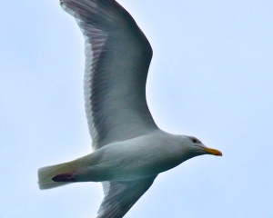 Gull