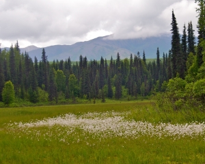 Scenic-meadow