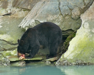 Black-Bear-eating-part-of-the-Silver-Salmon