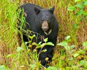 Black-Bear-fishing-for-Silver-Salmon-_1__001