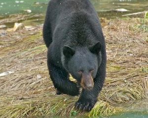 Black-Bear-fishing-for-Silver-Salmon-_2__001