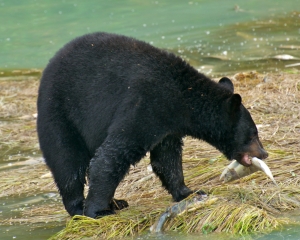 Black-Bear-fishing-for-Silver-Salmon-_3__001