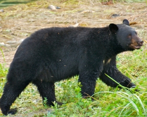 Black-Bear-fishing-for-Silver-Salmon-_4__001