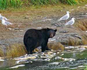 Black-Bear-fishing-for-Silver-Salmon_001