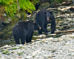 Black-Bears-fishing-for-Silver-Salmon-_1_