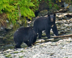 Black-Bears-fishing-for-Silver-Salmon