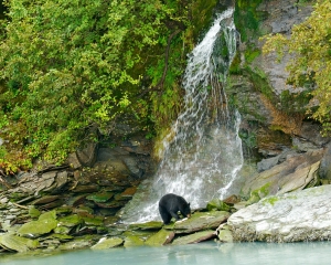 Black-bear-at-the-waterfall