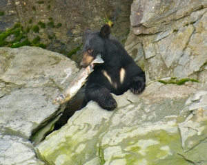 Black-bear-with-a-Silver-Salmon-snack