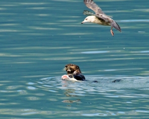 Sea-Otter-eating-a-Silver-Salmon-with-a-gull-waiting-for-the-scraps