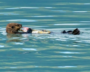 Sea-Otter-eating-a-Silver-Salmon