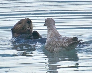 Sea-Otter-with-a-Silver-Salmon-and-a-Sea-Gull-waiting-to-steal-a-piece