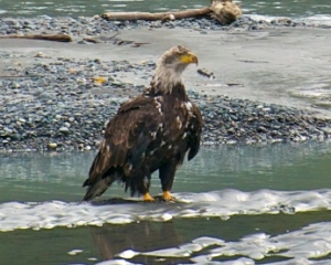 Young-Bald-Eagle