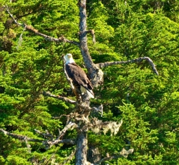 Bald-Eagle-_1_