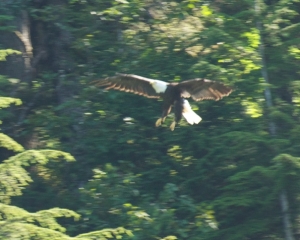 Bald-Eagle