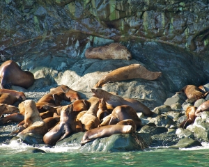 Bull-Head-colony-Sea-Lions-_1_