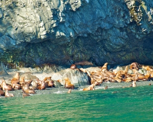 Bull-Head-colony-Sea-Lions