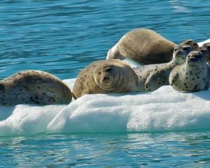 Harbor-Seals-_1_