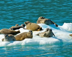 Harbor-Seals