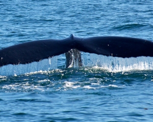 Humpback-whale-_10_