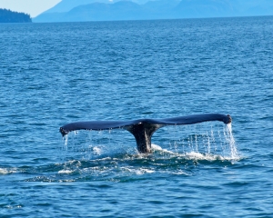 Humpback-whale-_11_