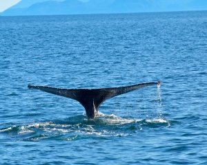 Humpback-whale-_12_