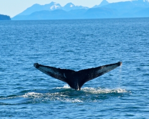 Humpback-whale-_13_