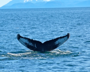 Humpback-whale-_14_