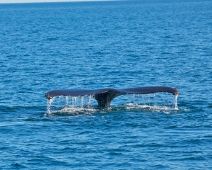 Humpback-whale-_15_