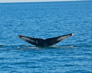 Humpback-whale-_16_