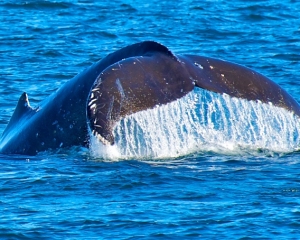 Humpback-whale-_1_