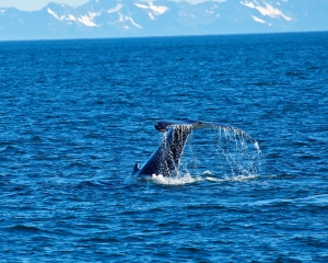 Humpback-whale-_2_